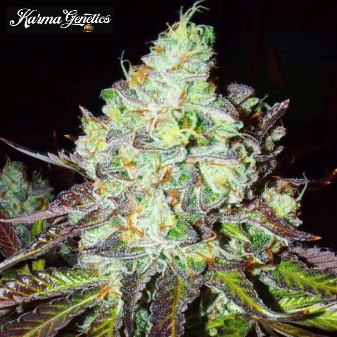 Pink Paletas Cannabisblüte mit dichten Trichomen, orangefarbenen Härchen und violetten Zuckerblättern