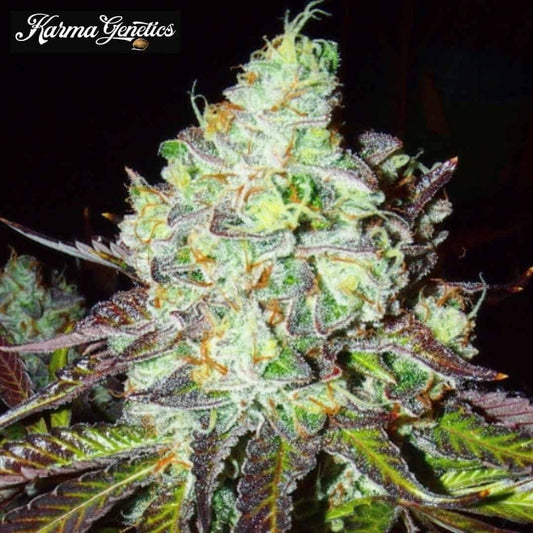 Pink Paletas Cannabisblüte mit dichten Trichomen, orangefarbenen Härchen und violetten Zuckerblättern