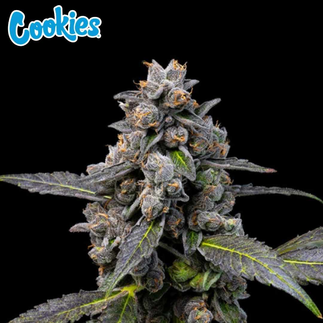 Pink Passion Fruit Cannabisknospe mit dichten, harzigen Blüten und violett-grünen Blättern