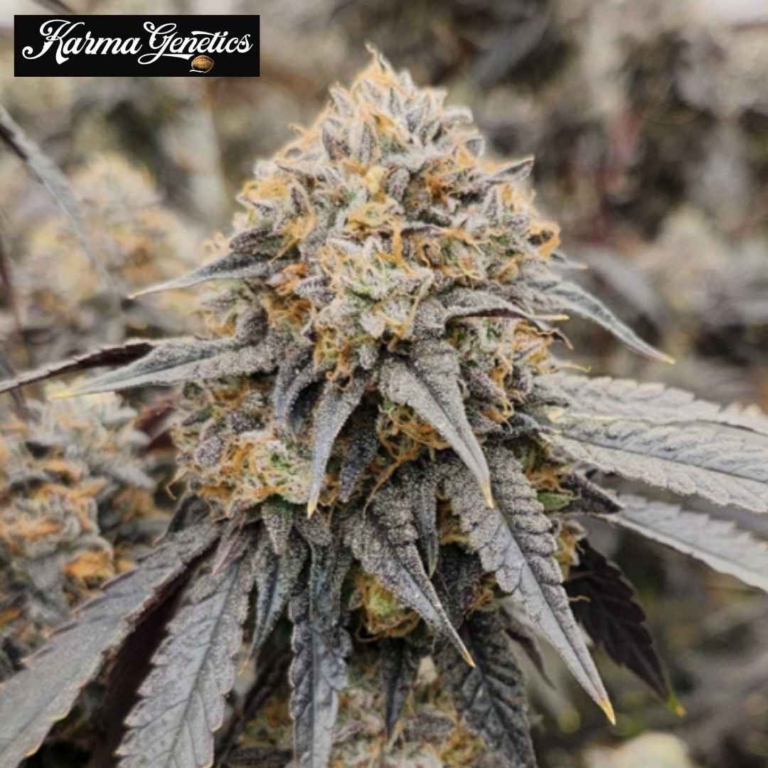 Pink Payton Cannabisblüte mit dichten Trichomen, orangefarbenen Härchen und dunklen Blättern