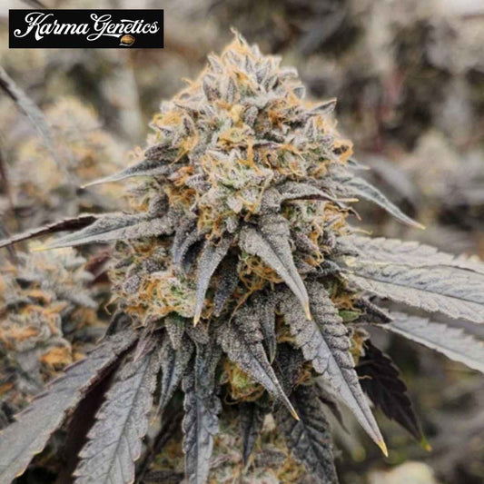 Pink Payton Cannabisblüte mit dichten Trichomen, orangefarbenen Härchen und dunklen Blättern