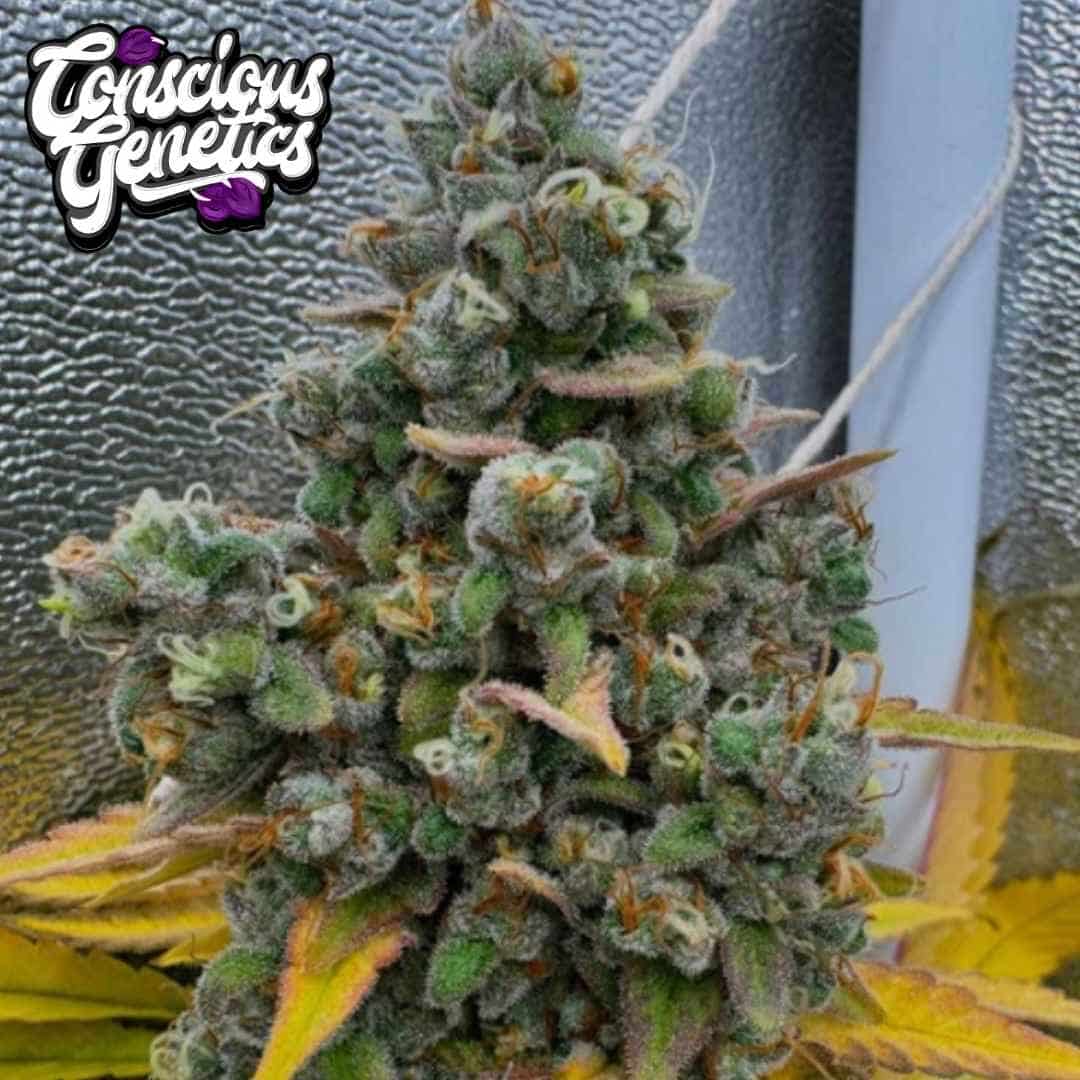 Pink Quavers Cannabisblüte mit dichten Trichomen, orangefarbenen Härchen und gelblichen Blättern