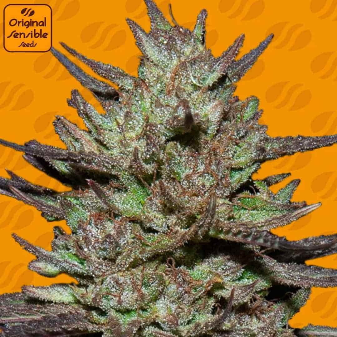 Pink Rozay Cannabisblüte mit dichten, harzigen Buds, violetten Zuckerblättern und starkem Trichombesatz