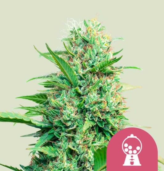 Pink Runtz Blüte mit dichten Harzknospen und orangefarbenen Härchen