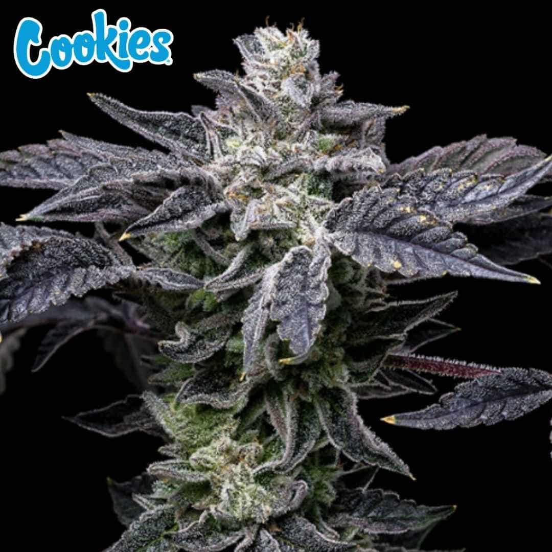 Pink Runtz X Hollywood Blüte mit dichten, harzigen Buds und violetten Blättern, stark mit Trichomen überzogen