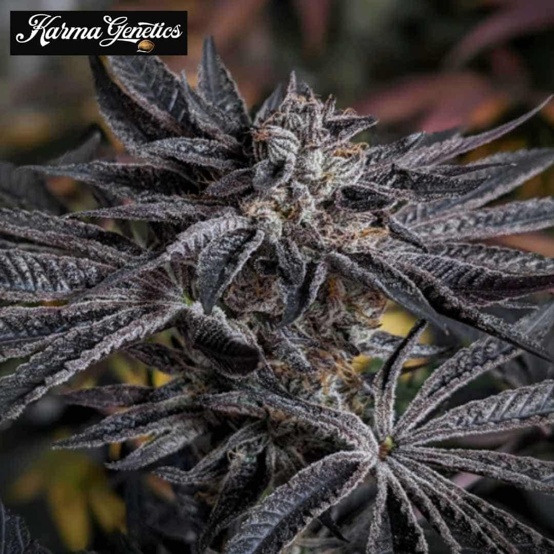 Pink Sherb Cannabisblüte mit dunklen Blättern und dichtem Harzbesatz