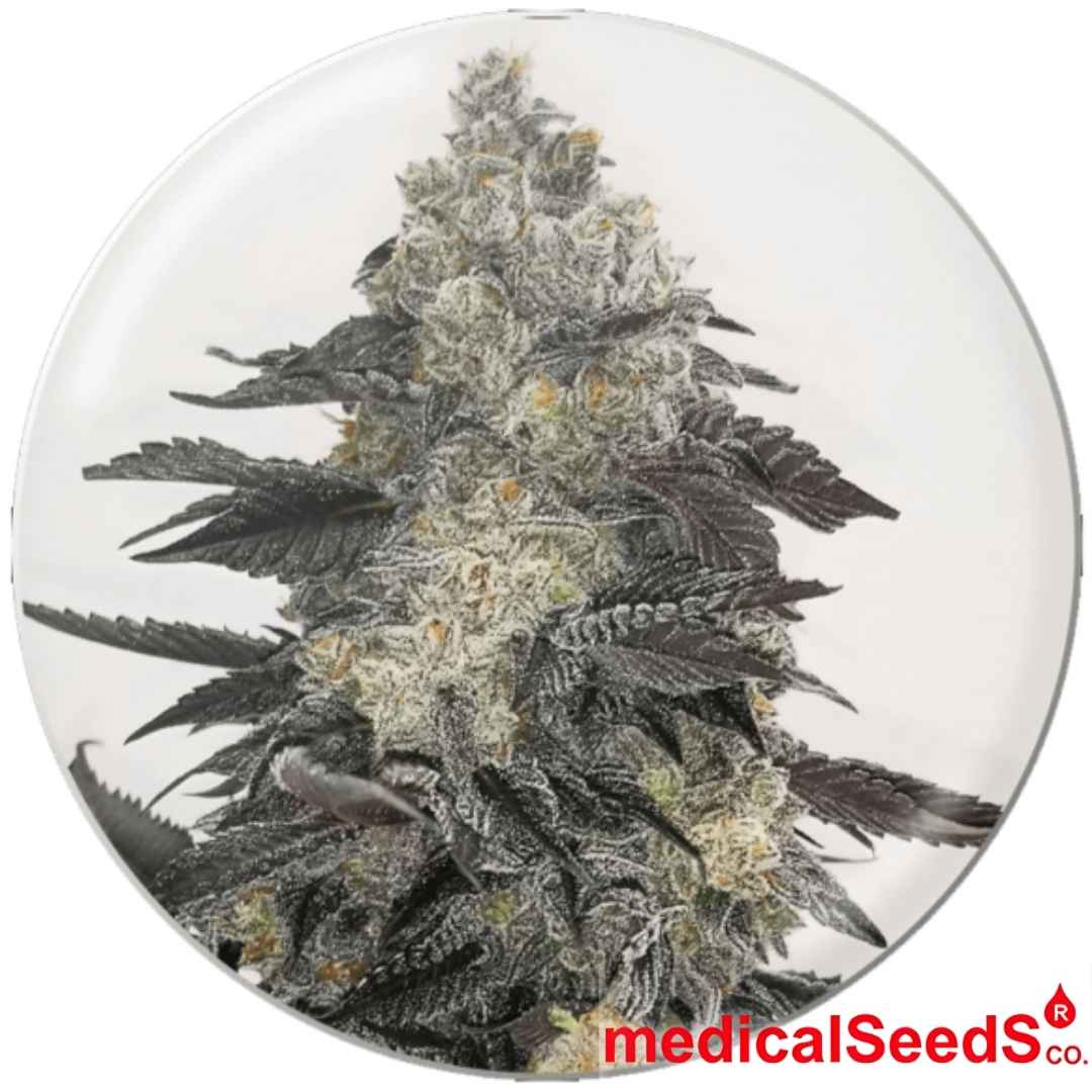 Pink Sherbert Cannabisknospe mit dichter Harzschicht, dunklen Blättern und kompaktem Blütenaufbau