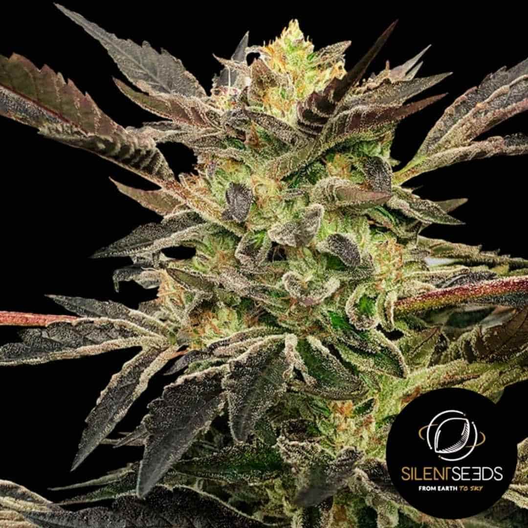 Pink Sunset Auto Blüte mit dichten Harztrichomen und dunkelvioletten Zuckerblättern