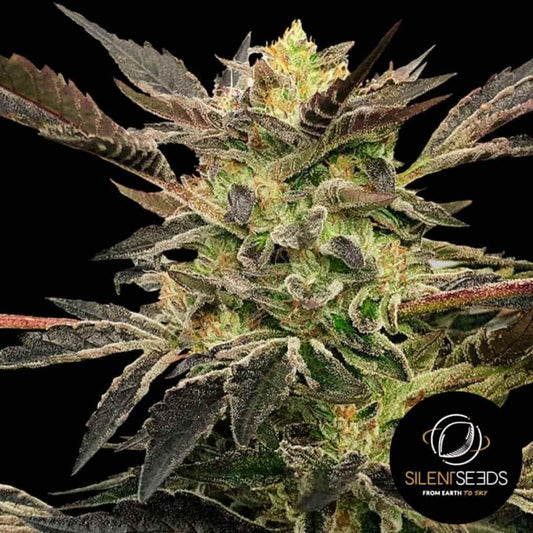 Pink Sunset Auto Blüte mit dichten Harztrichomen und dunkelvioletten Zuckerblättern