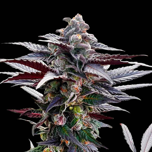 Pink Sunset Cannabisblüte mit dichten, violett-grünen Blättern und funkelnden Harzkristallen