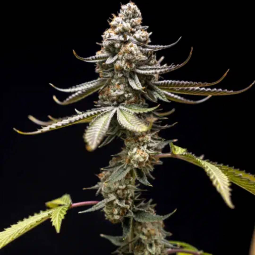 Pink Truffle von World Breeders mit dichter, harziger Cannabisblüte und zarten rosafarbenen Tönen.