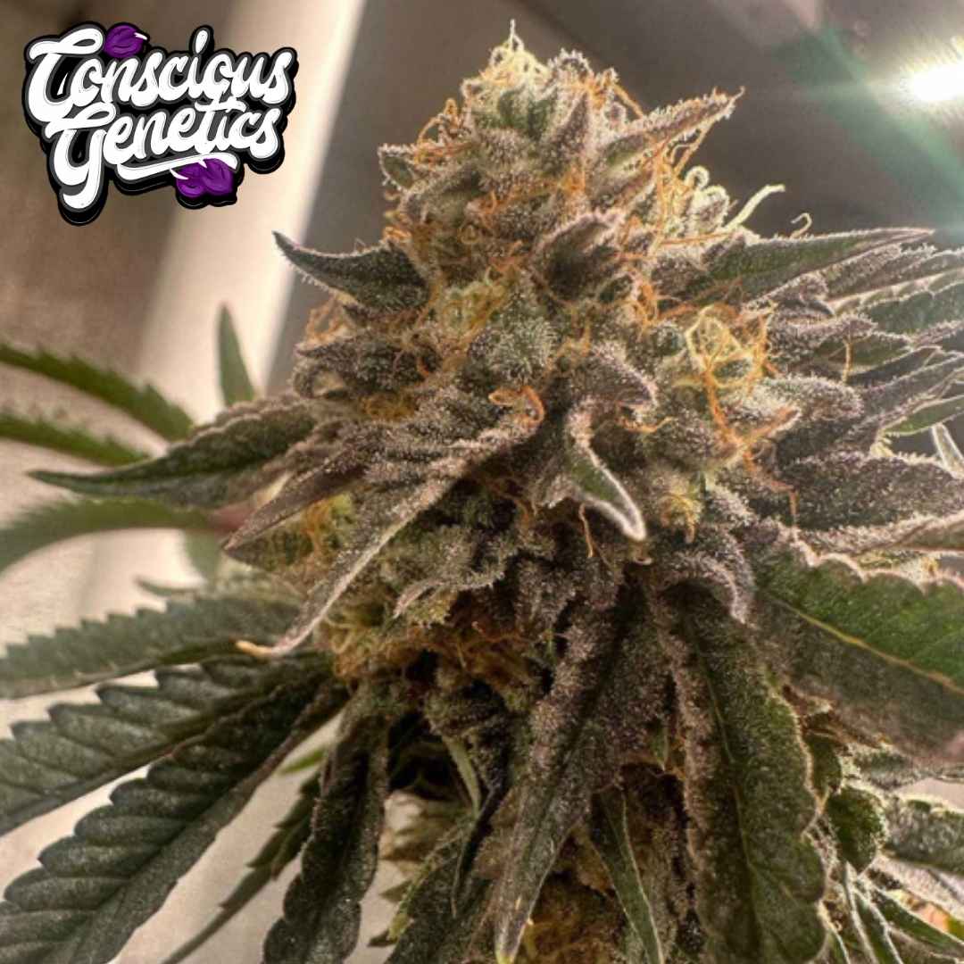 Pink Waferz 2.0 Cannabisblüte mit dichten Trichomen und orangefarbenen Blütenfäden