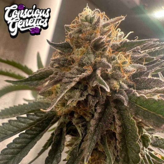 Pink Waferz 2.0 Cannabisblüte mit dichten Trichomen und orangefarbenen Blütenfäden