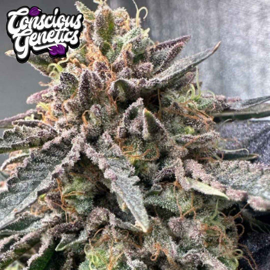 Pink Zheez Blüte mit frostigen Trichomen, violetten Zuckerblättern und orangefarbenen Härchen