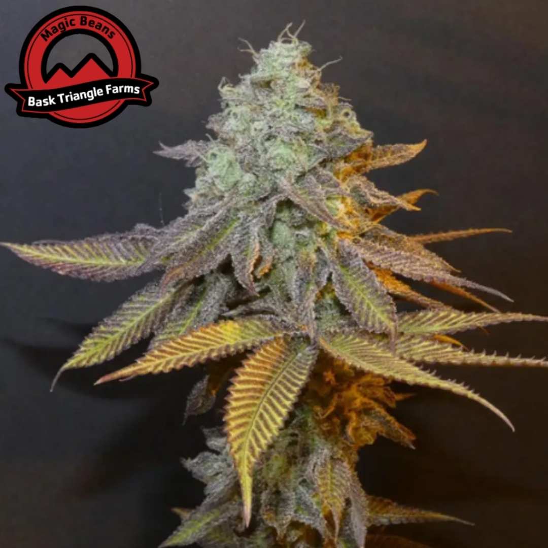 Planet Express Cannabis Blüte mit dichten harzigen Buds und violett grünen Blättern