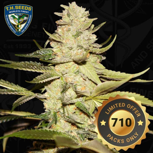 Harzige Planet Lemon Blüte mit dichten Buds, orangefarbenen Blütenfäden und Siegel für 710 limitierte Packs.