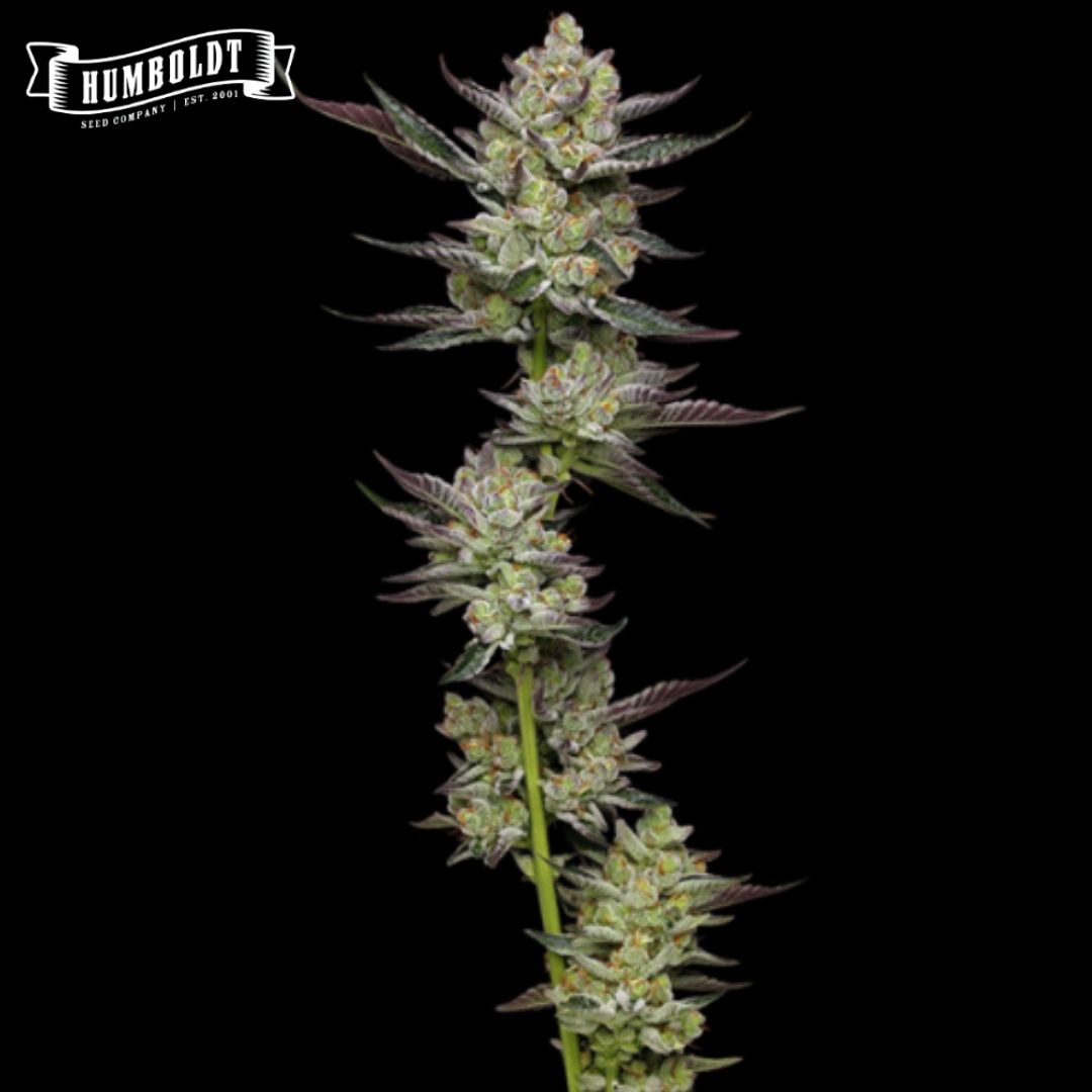 Poddy Mouth Blüte mit dichten, harzigen Buds und violett-grünen Zuckerblättern