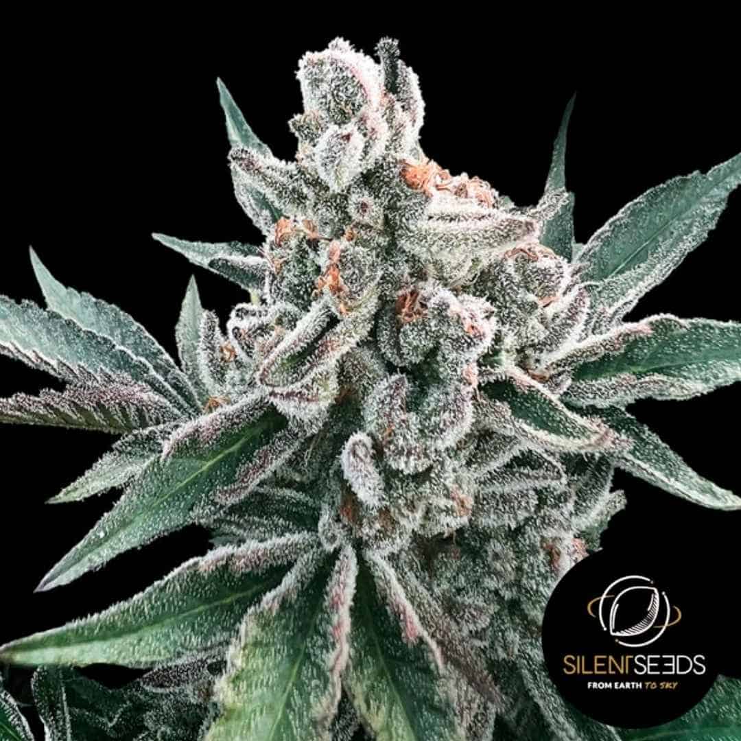 Dicht mit Harz überzogener Polar Gelato Auto Bud mit orangefarbenen Härchen und frostigen Trichomen