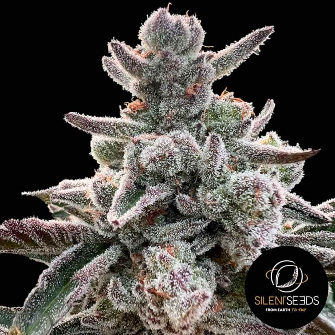 Nahaufnahme einer dichten Polar Gelato Blüte mit violett-grünen Blättern und dicker Schicht aus weißen Trichomen.