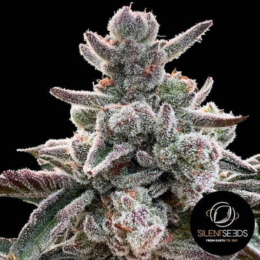 Nahaufnahme einer dichten Polar Gelato Blüte mit violett-grünen Blättern und dicker Schicht aus weißen Trichomen.