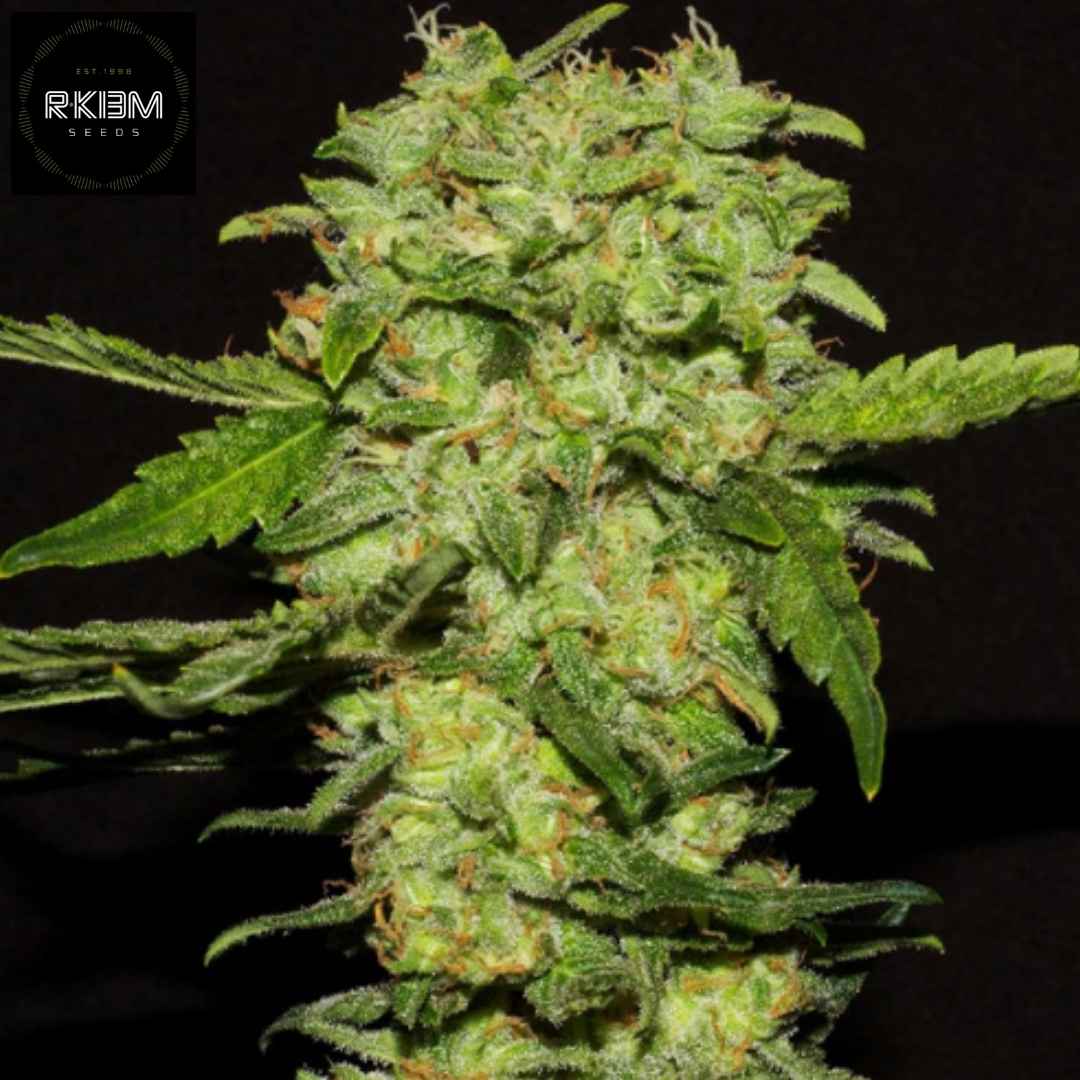 Portela Cannabis Blüte mit dichten harzigen Buds und orangefarbenen Härchen, kompakte Struktur und kräftige Trichome