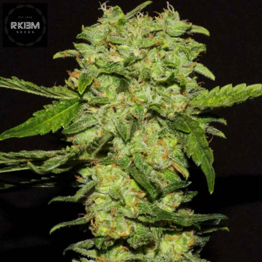 Portela Cannabis Blüte mit dichten harzigen Buds und orangefarbenen Härchen, kompakte Struktur und kräftige Trichome