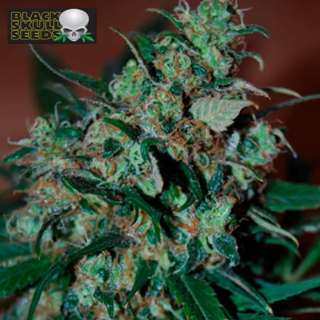 Power Bud Cannabisblüte mit dichten grünen Buds, orangefarbenen Blütenfäden und harzigen Zuckerblättern