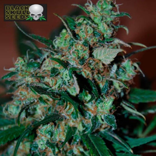 Power Bud Cannabisblüte mit dichten grünen Buds, orangefarbenen Blütenfäden und harzigen Zuckerblättern