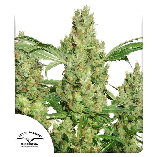 Power Plant Bud mit dichten grünen Blüten, orangefarbenen Härchen und glänzenden Harztrichomen.
