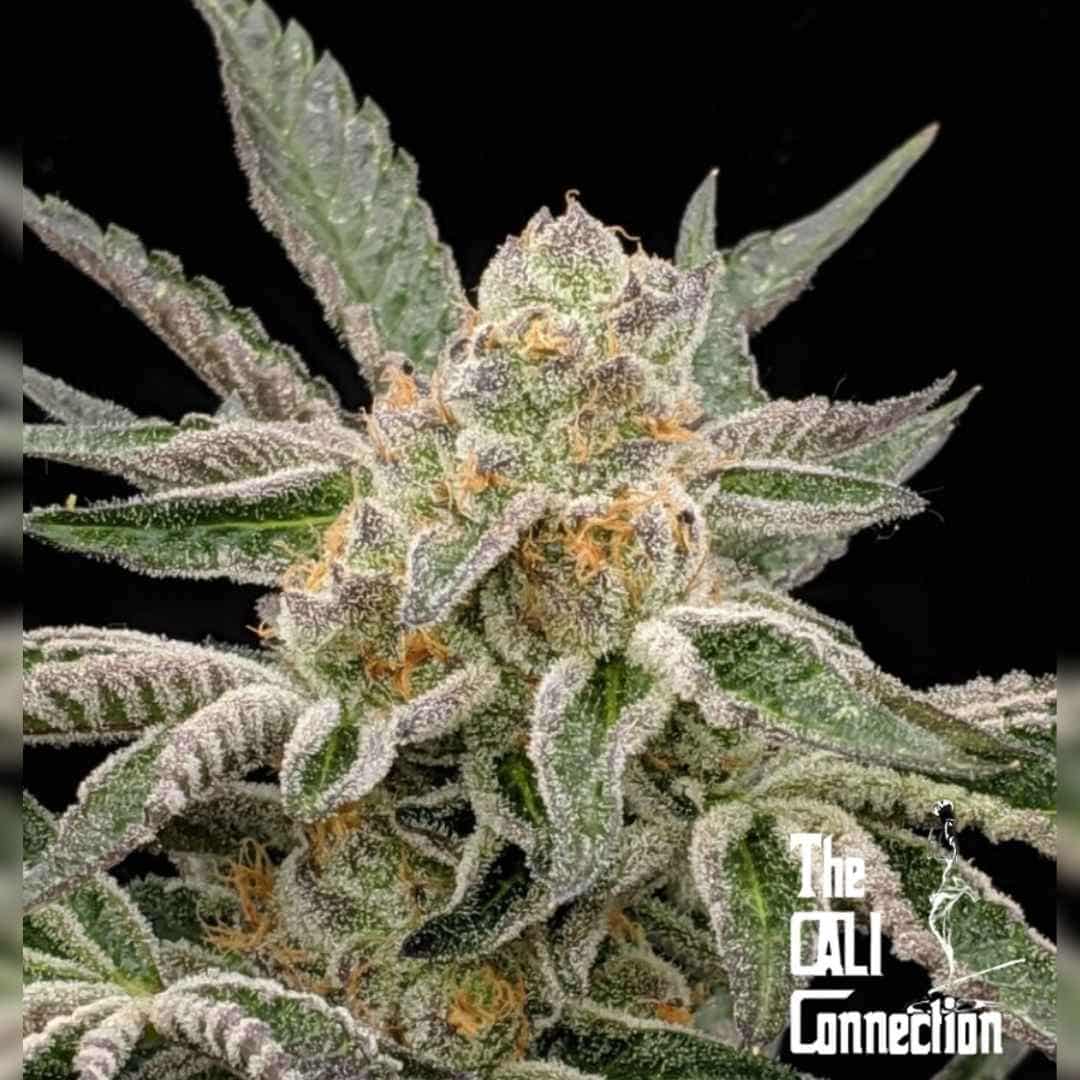 Pre-98 Bubba Blüte mit dichten Harztrichomen und orangefarbenen Blütenhärchen