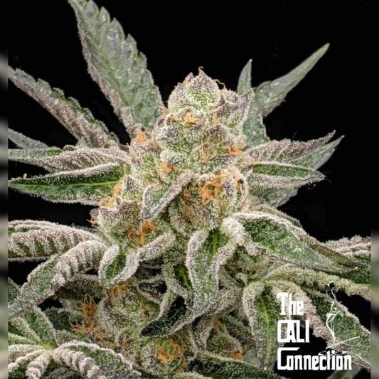 Pre-98 Bubba Blüte mit dichten Harztrichomen und orangefarbenen Blütenhärchen