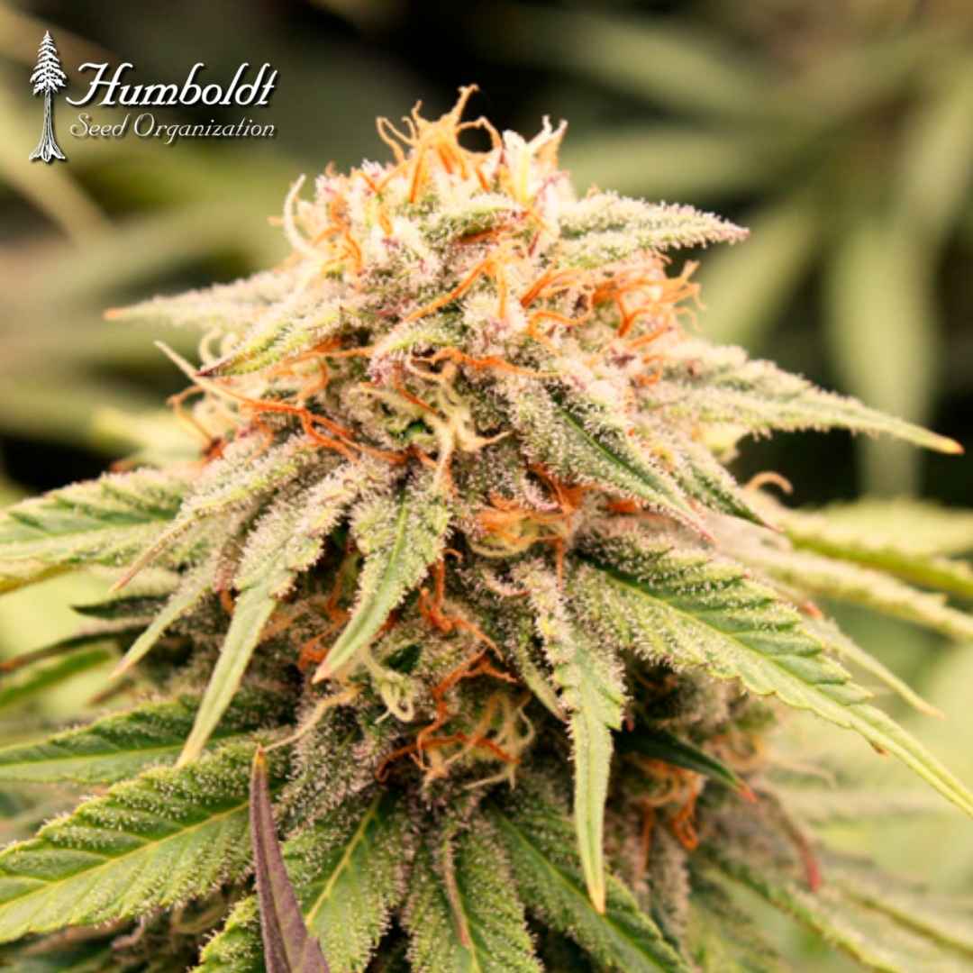 Harzige PriZmatic Cannabisblüte mit orangefarbenen Blütenfäden und grünen Zuckerblättern