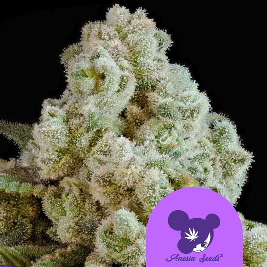 Dicht mit Harz bedeckter Privileged Baddie Cannabisbud mit kristallinen Trichomen und satten Grüntönen