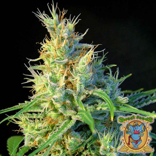 Dichte Psicodelicia Blüte mit orangefarbenen Blütenhärchen und kristallbedeckten grünen Buds.