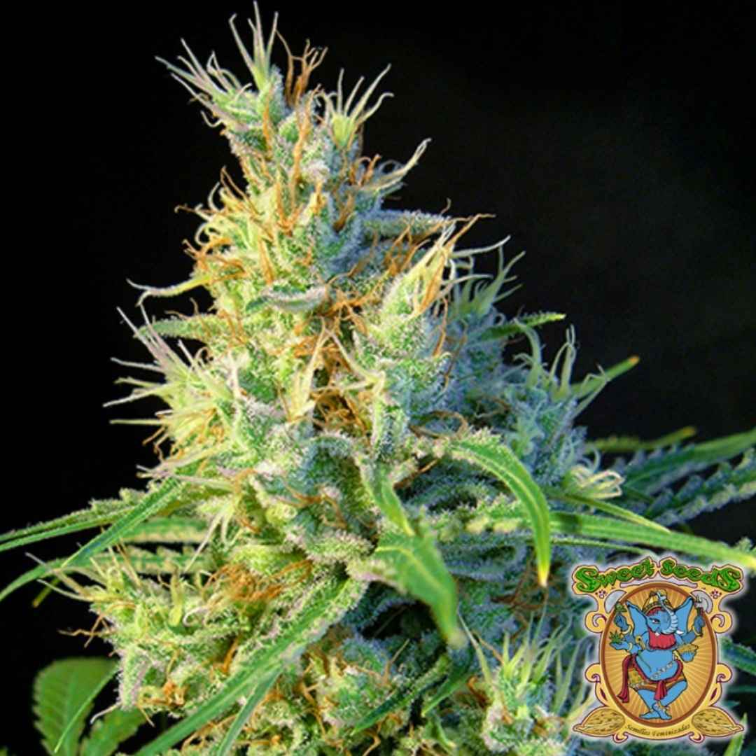 Dichte Psicodelicia Blüte mit orangefarbenen Blütenhärchen und kristallbedeckten grünen Buds.