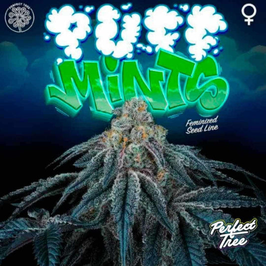 Puff Mints Cannabis Blüte mit dichten, harzigen Buds und sichtbaren Trichomen in Nahaufnahme