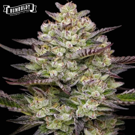 Harzige Puff Pastry Cannabisblüte mit dichten Trichomen, violetten Blättern und orangefarbenen Härchen
