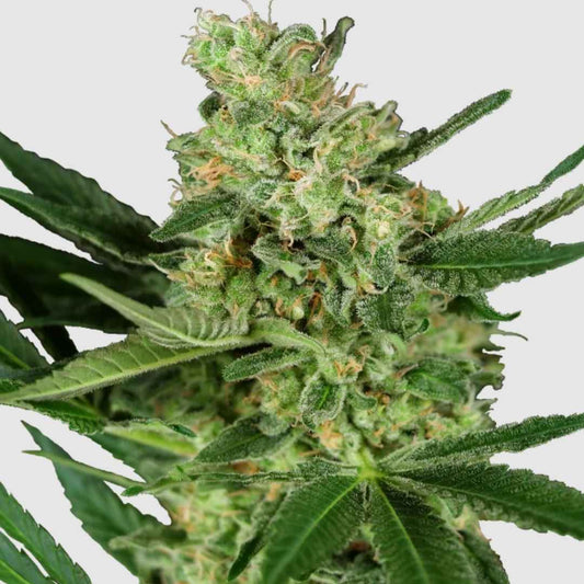 Dichter Pumpkin Spice Cannabisblütenkelch mit orangefarbenen Stempeln und funkelnden Trichomen
