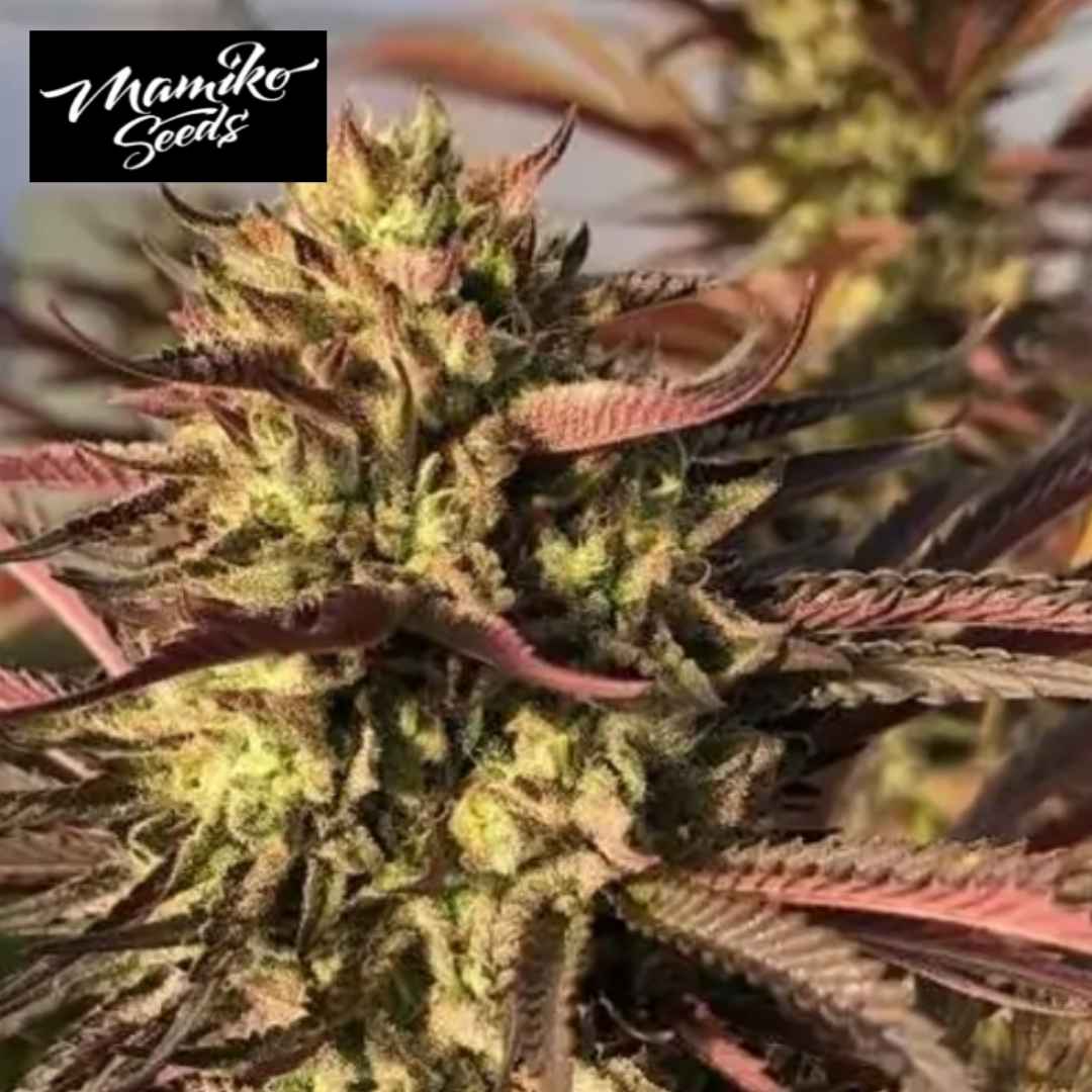Punch & Cookies Cannabisblüte mit harzigen Kelchen und rötlich violetten Zuckerblättern