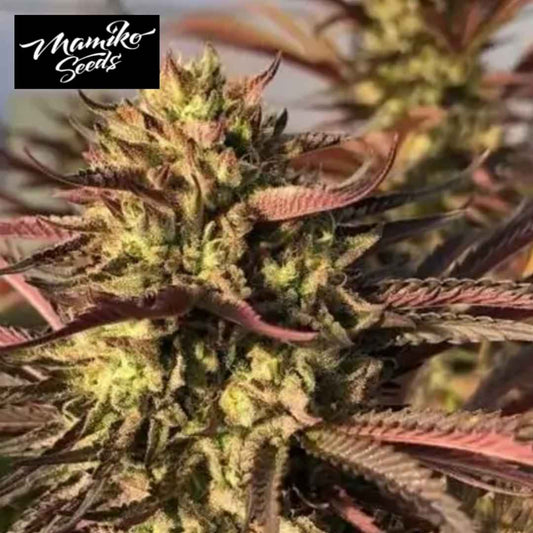 Punch & Cookies Cannabisblüte mit harzigen Kelchen und rötlich violetten Zuckerblättern