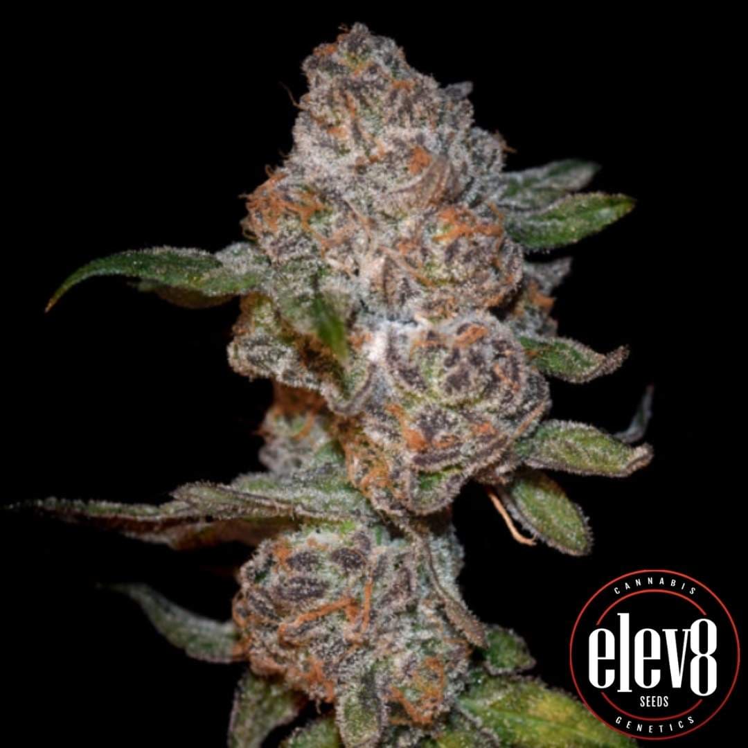 Punch Drunk Ape Blüte mit dichten Harztrichomen und violett-grünen Nuancen