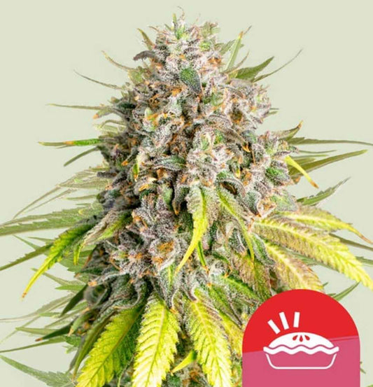 Punch Pie-Blüte mit dichten lila-grünen Trichomen und goldenen Stempeln
