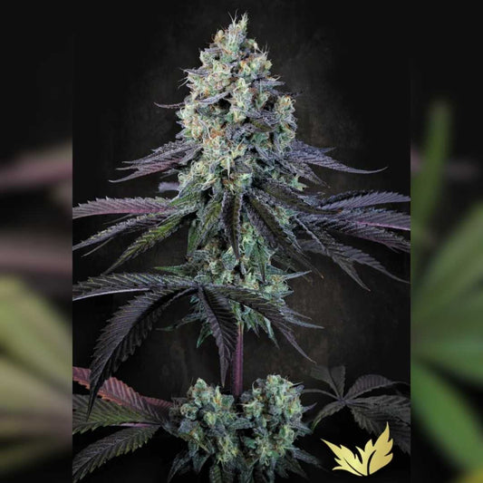 Dichte Purple Mintz Blüte mit violetten Zuckerblättern, harzigen Trichomen und leuchtend orangefarbenen Härchen.