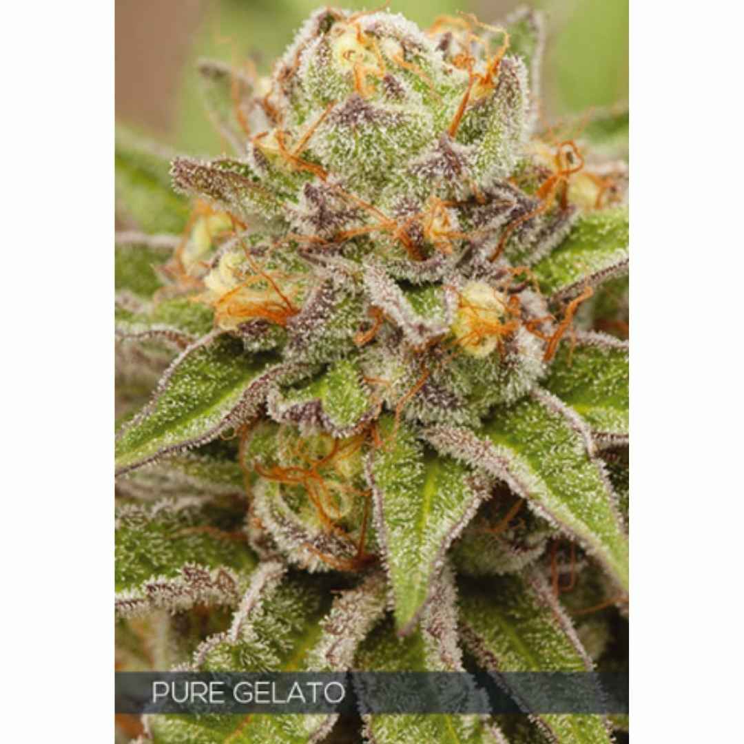 Pure Gelato von Vision Seeds mit dichter heller Cannabisblüte und sichtbarer Harzschicht.