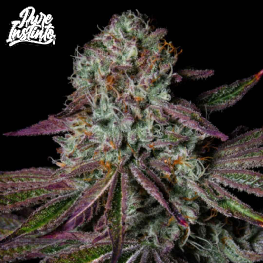 Pure Glitter Cannabis Blüte mit violetten Blättern und dichten harzigen Buds voller Trichome