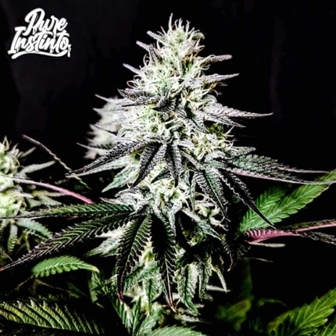 Pure Ice Cream Cannabisblüte mit dichten, harzigen Buds und violett-grünen Blättern in der Blütephase