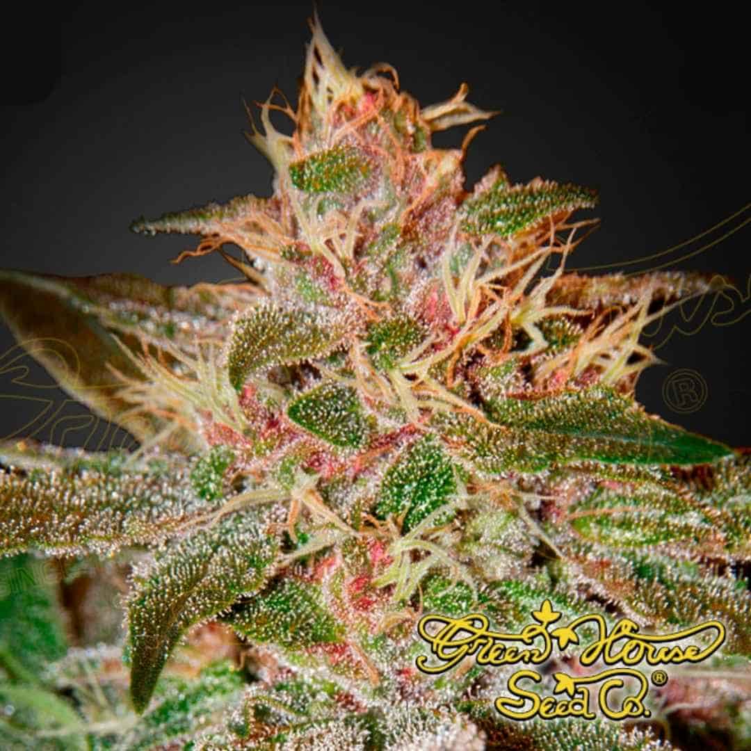 Pure Kush Blüte mit dichten, harzigen Buds, vielen Trichomen und hellen Blütenfäden, typisch für indica-dominante Kush-Genetik