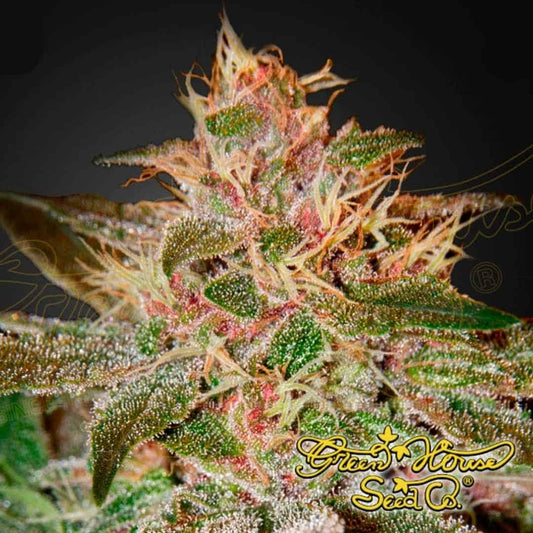 Pure Kush Blüte mit dichten, harzigen Buds, vielen Trichomen und hellen Blütenfäden, typisch für indica-dominante Kush-Genetik