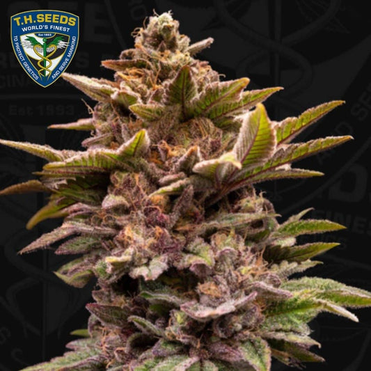 Dichte Pure Lemon Cherry Blüte mit violetten Blättern, orangefarbenen Härchen und starkem Trichombelag