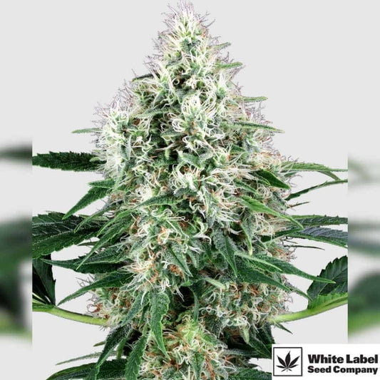 Pure Power Plant Automatic mit dichter, harziger Blüte und hellen Blütenstempeln